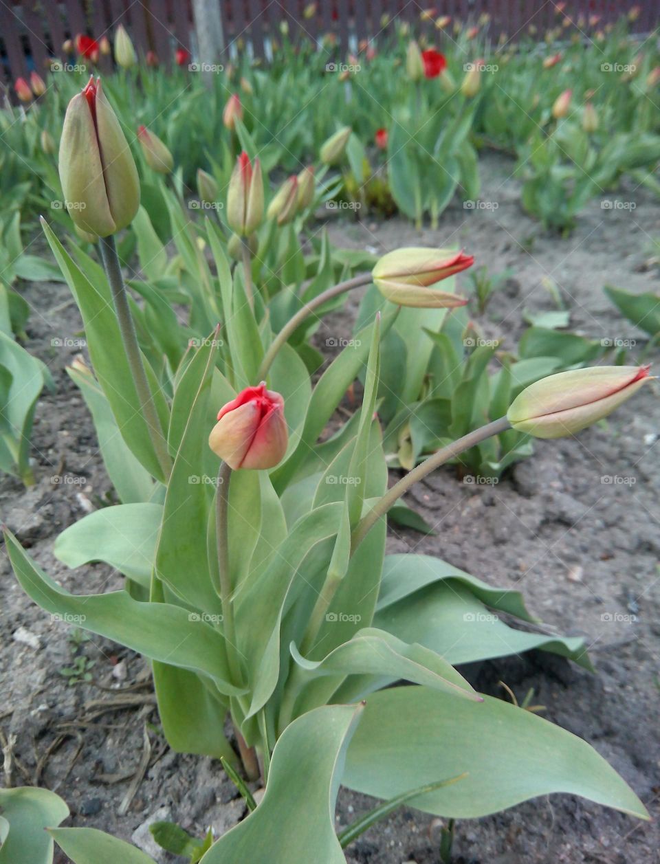 Flower, Nature, Leaf, Tulip, No Person