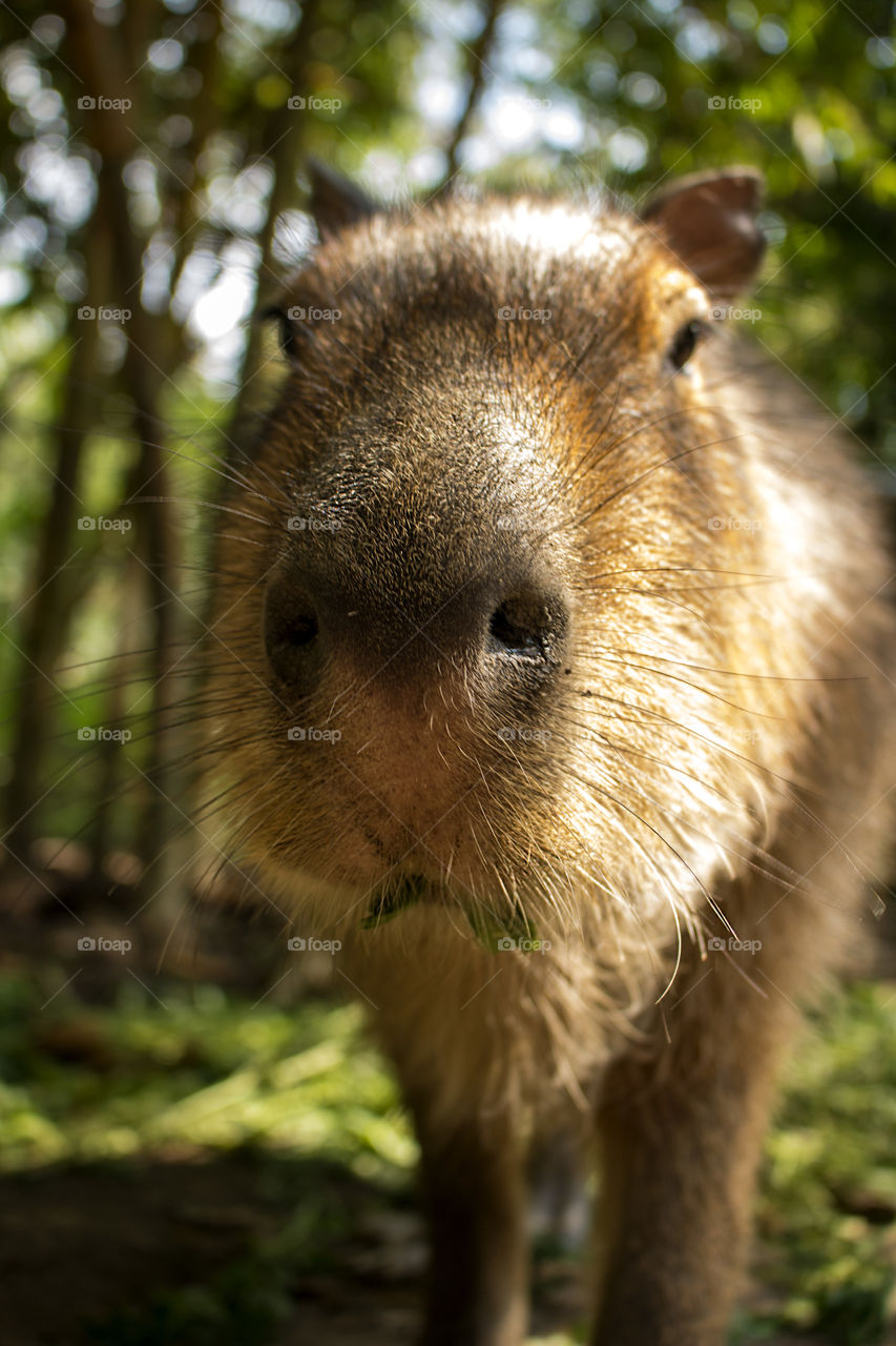 Capi the Capybara at La Senda Verde in Bolivia 