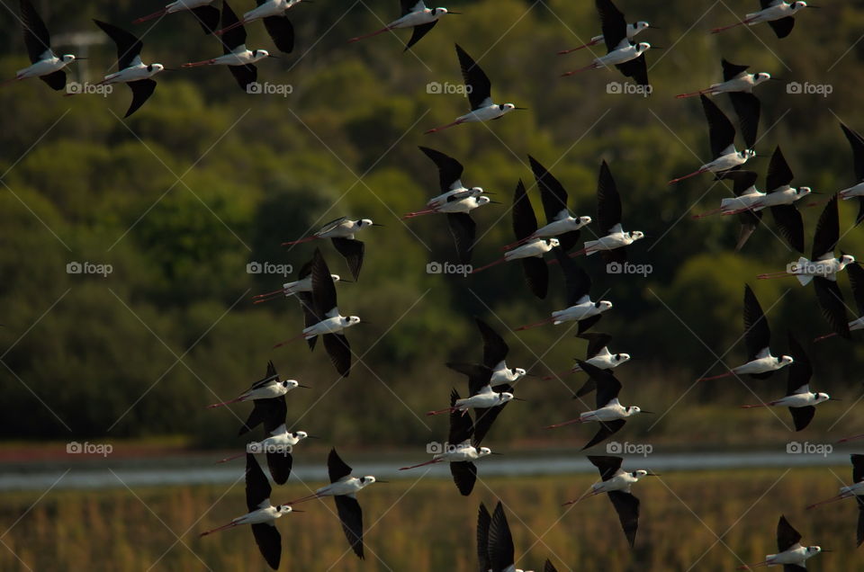 flock of Black-winged Stilts