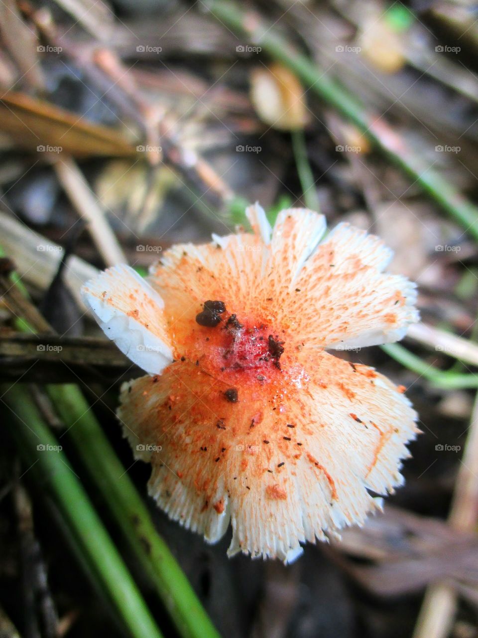 Orange top Mushroom