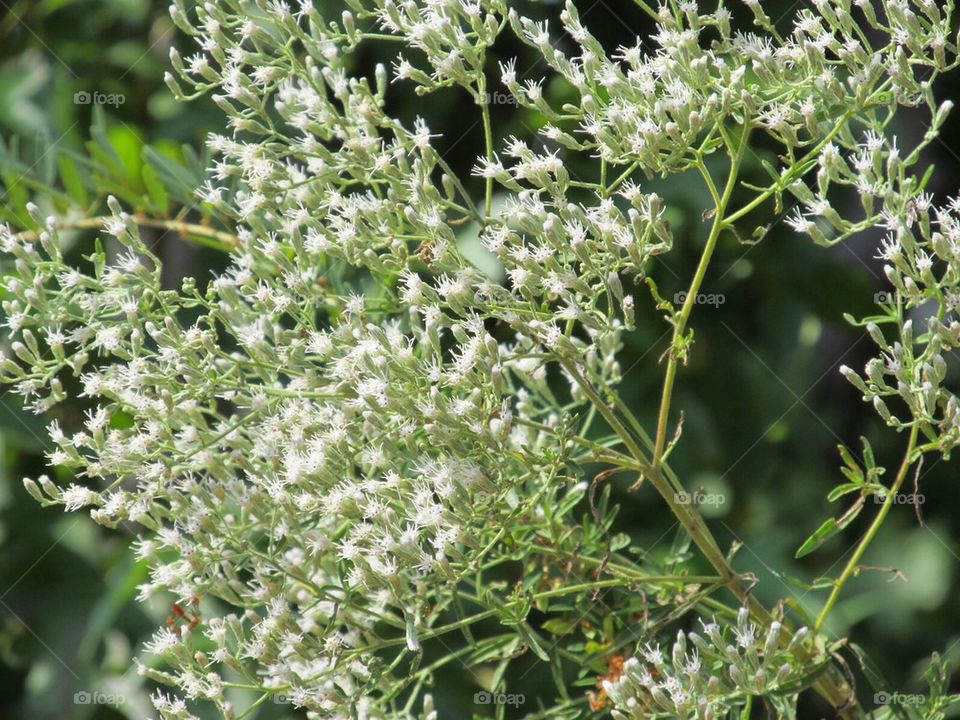 White wild flower