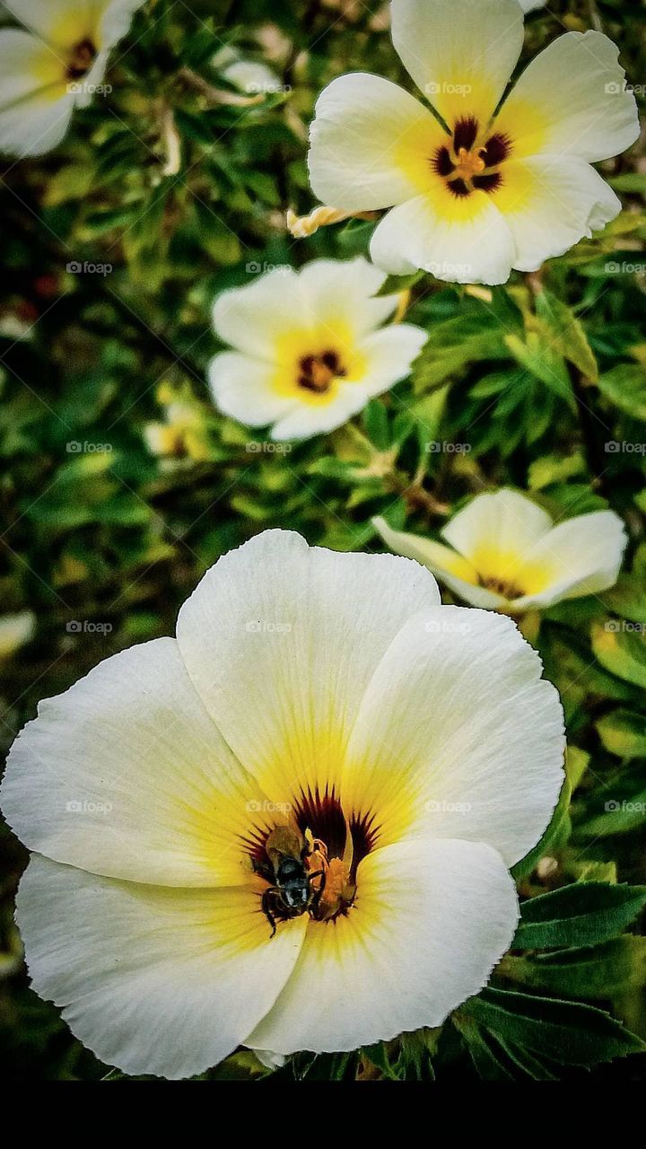 Flores brancas e amarelas