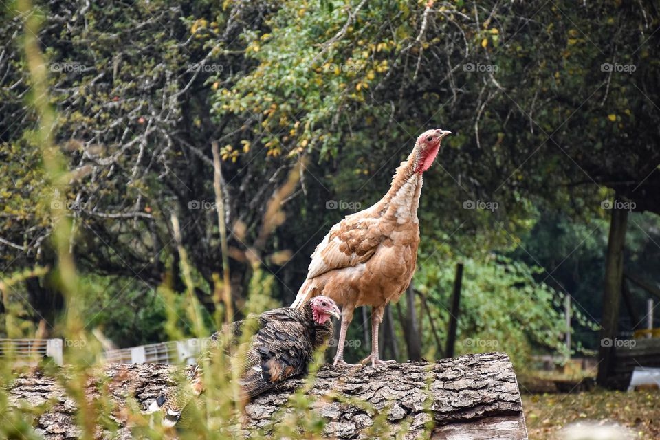 Free living turkeys 01