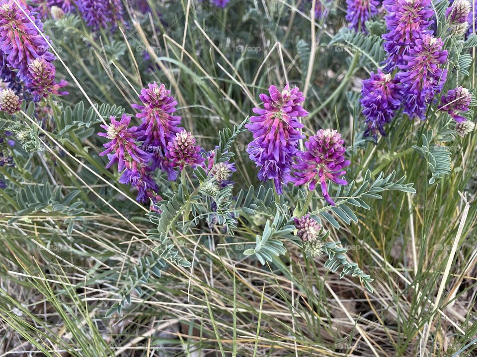 Closer look at a purple and pink urban plant that grows in Medicine Hat, Alberta, Canada, I believe its in the cactus family, cause it survives our heat and droughts, taken with my iPhone 12.