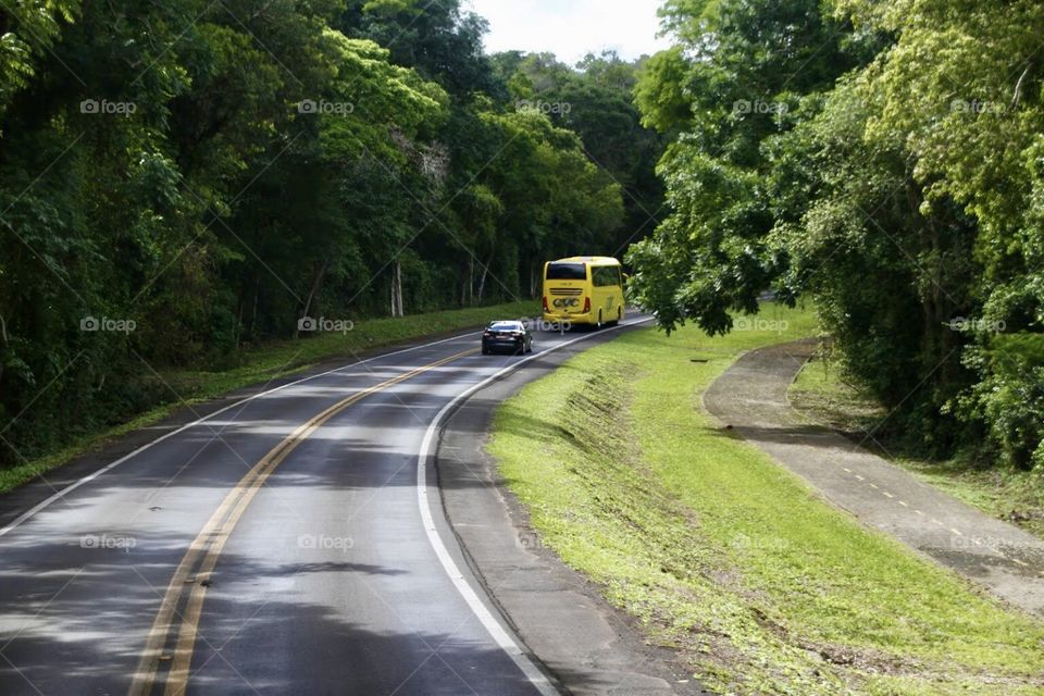 passing through the forest in brazil