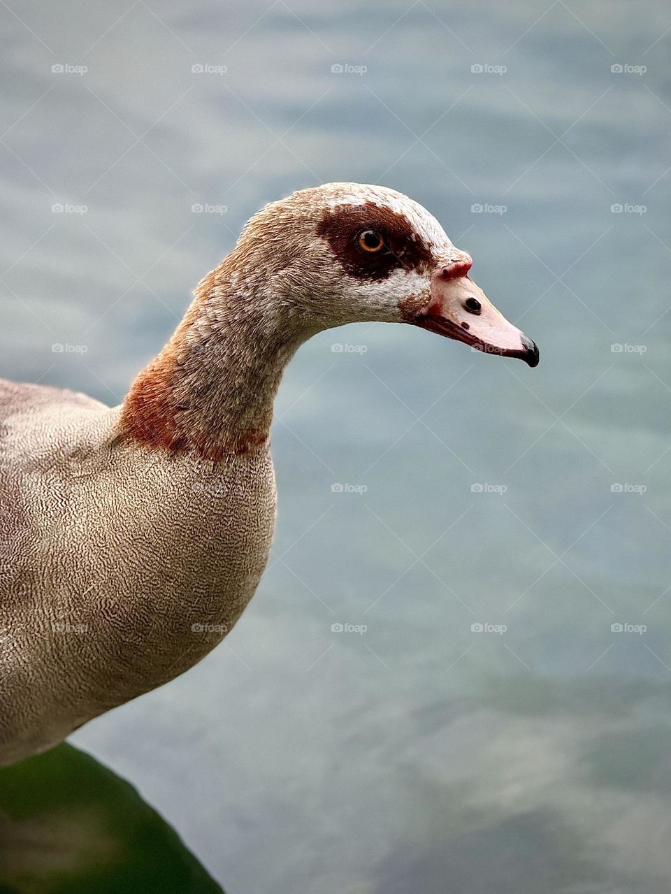 Egyptian Goose Profile