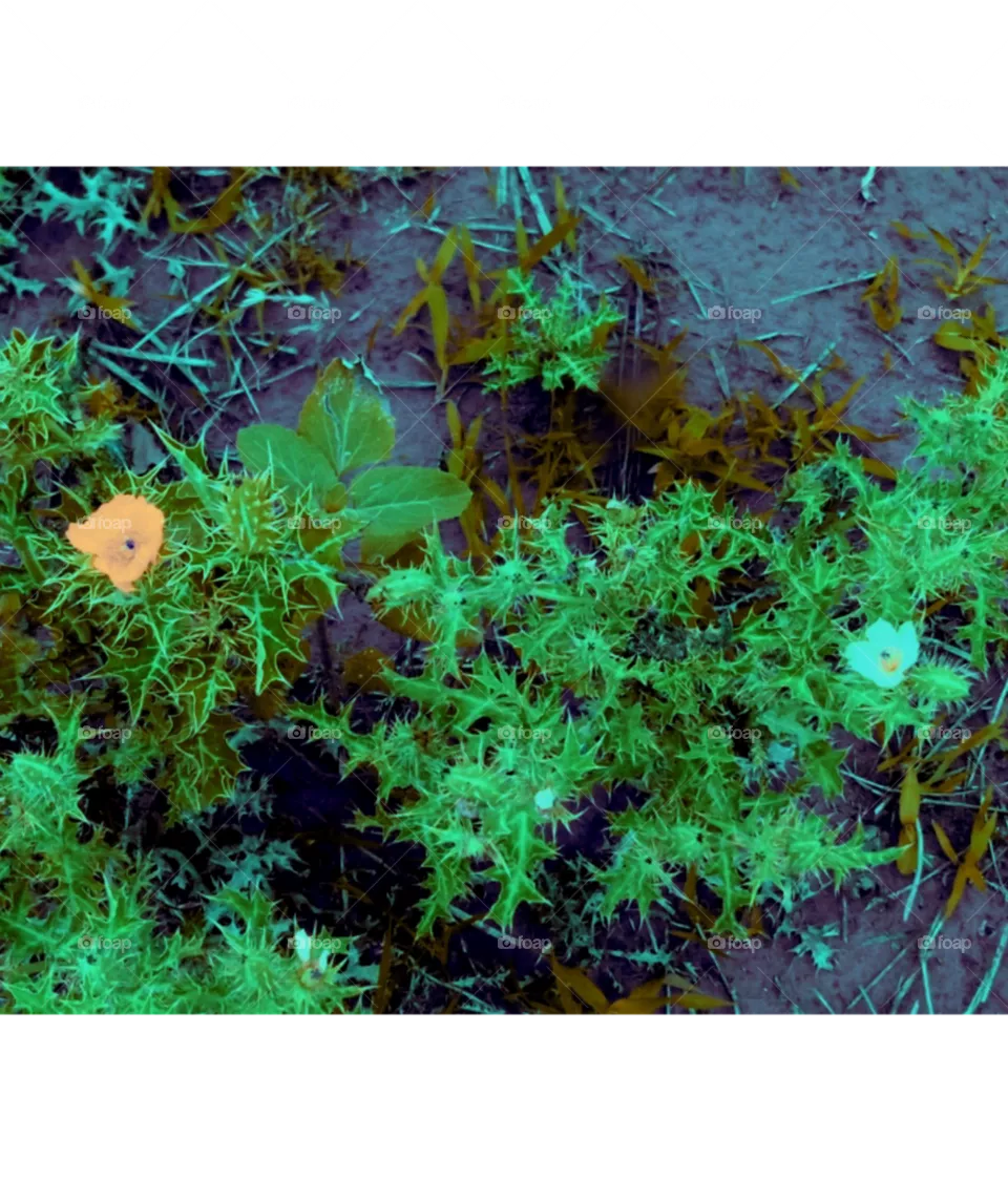 flowers image