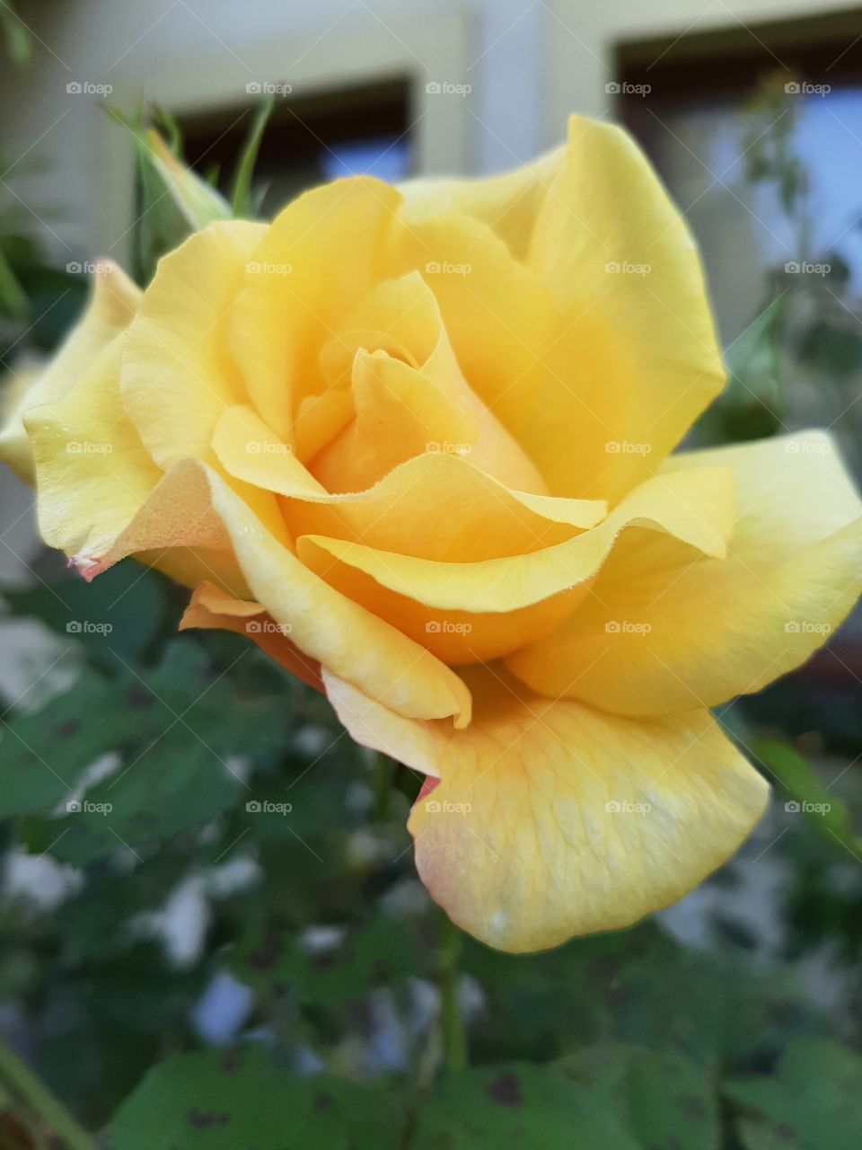 yellow rose in coming bloom