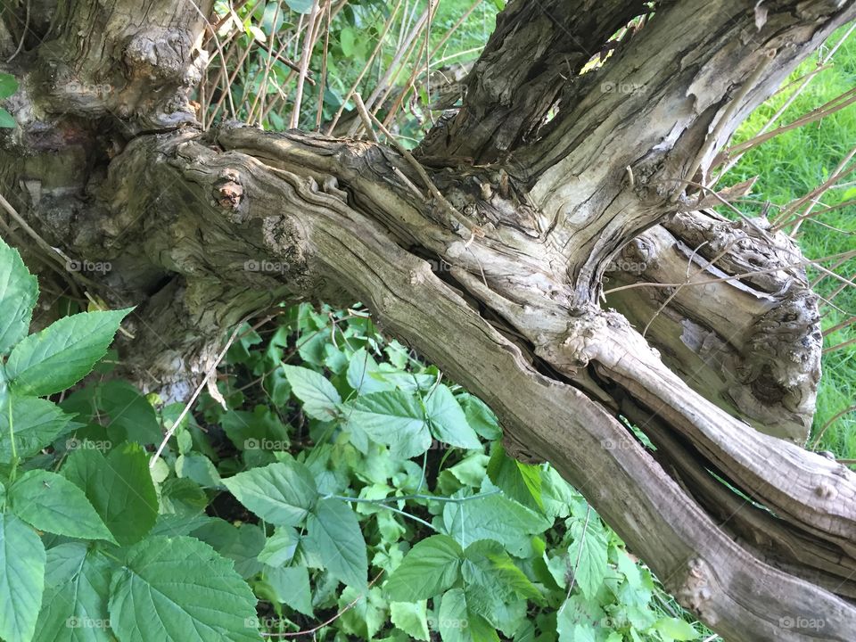 Interesting tree trunk in the backyard 