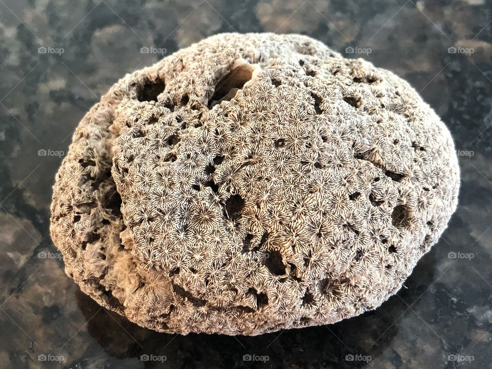 Fossilized coral, top