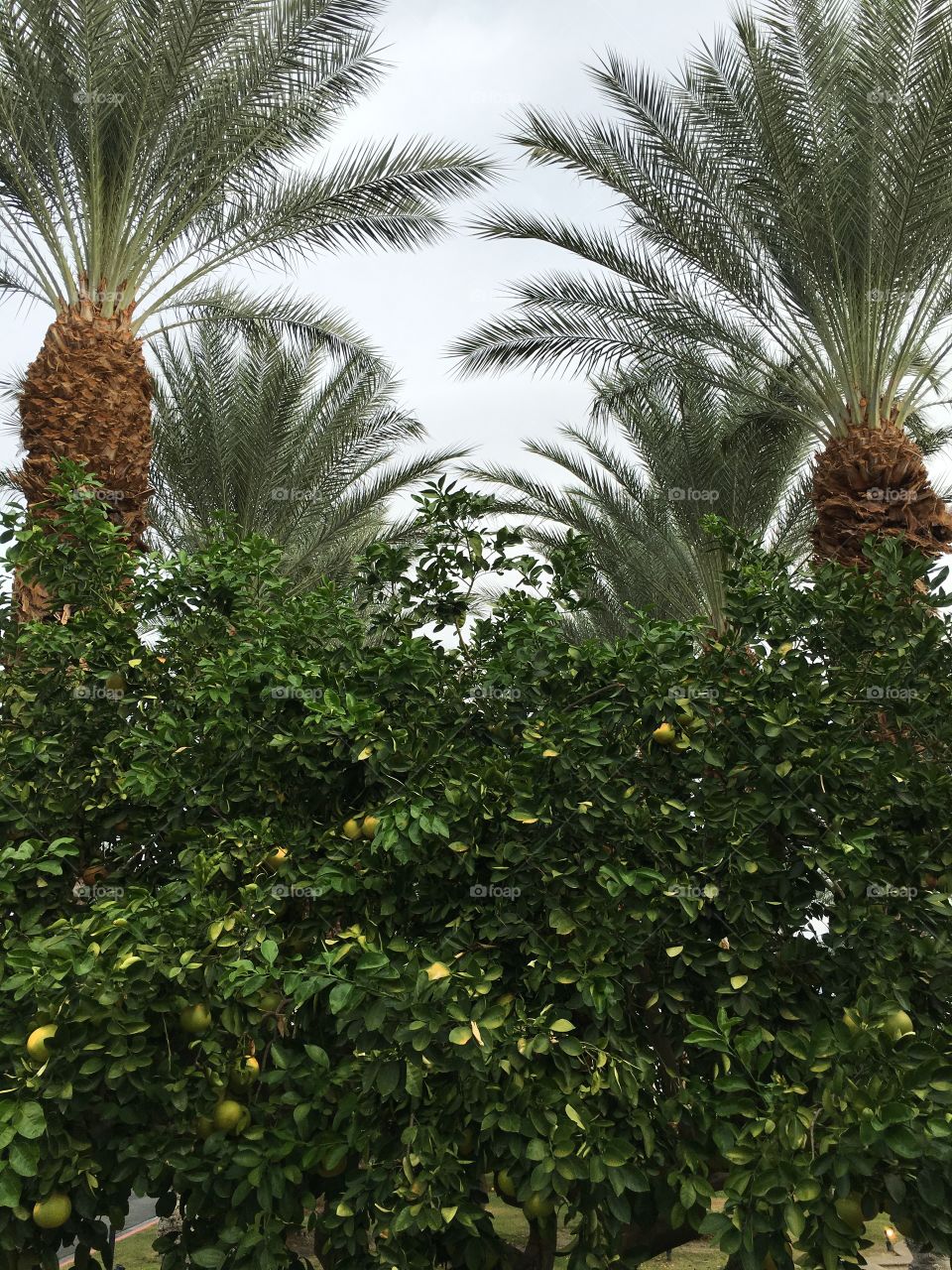 View of trees