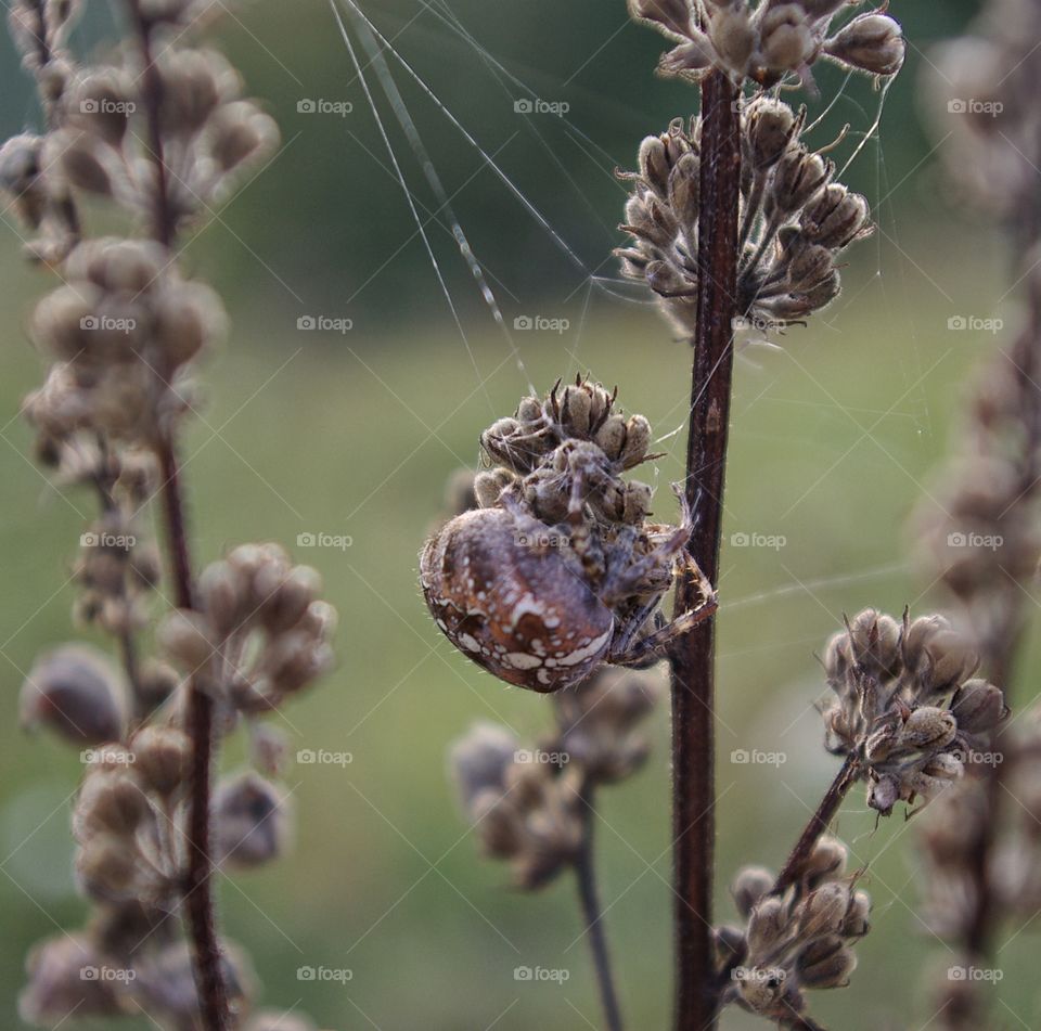 Camouflaged spider and web