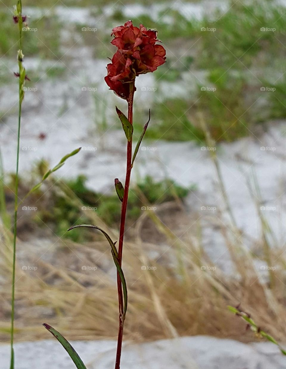 Flower, No Person, Nature, Flora, Outdoors