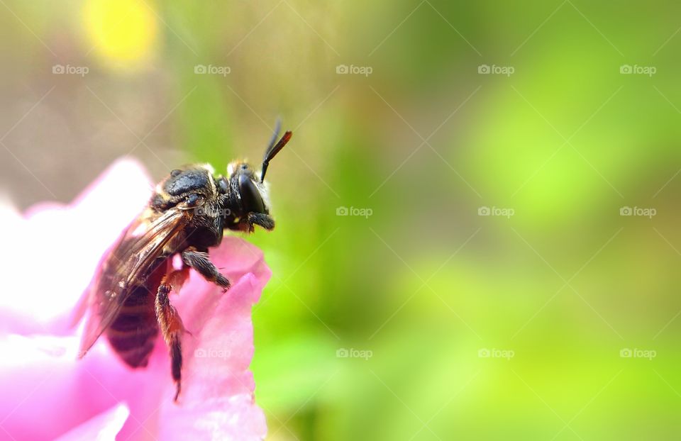 honeybee on a flower.