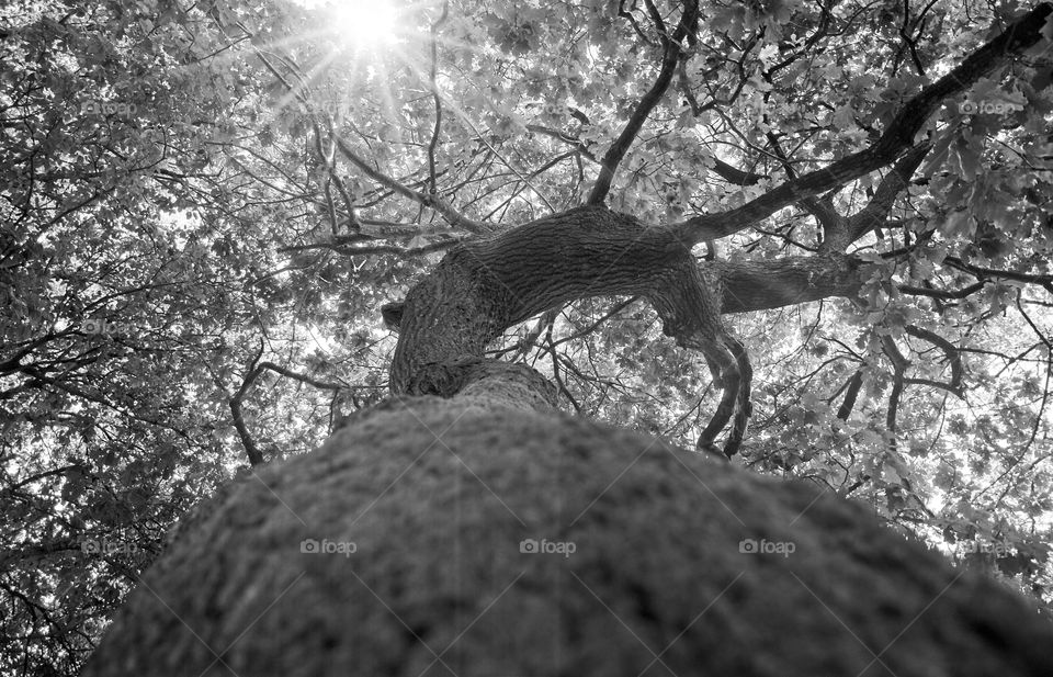 Spiral tree trunk and branches