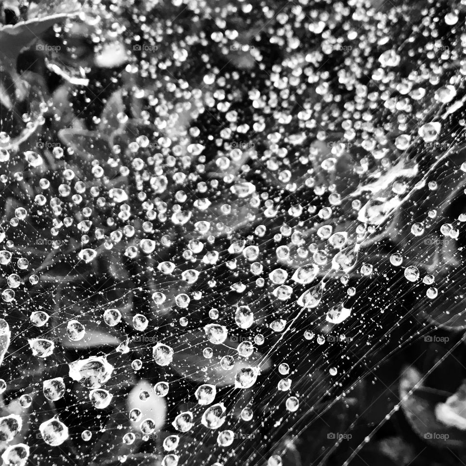 Raindrops on spider web in monochrome. Reminds me of a myth called the Jeweled net of Indra..