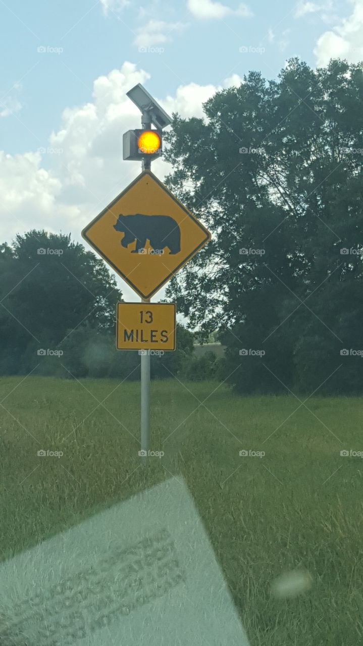 bear crossing
