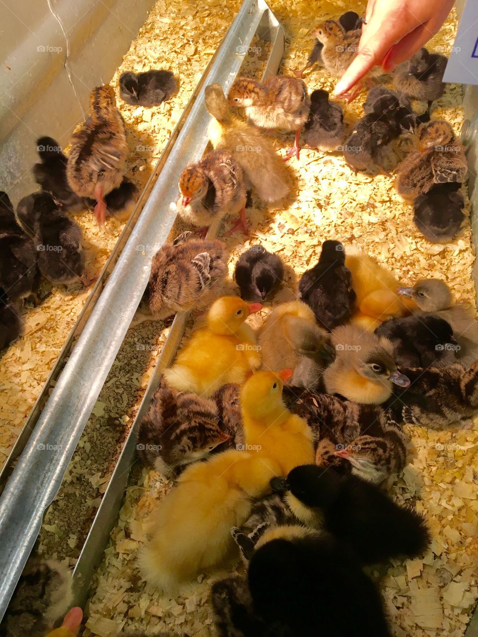 Baby chickens and ducks 