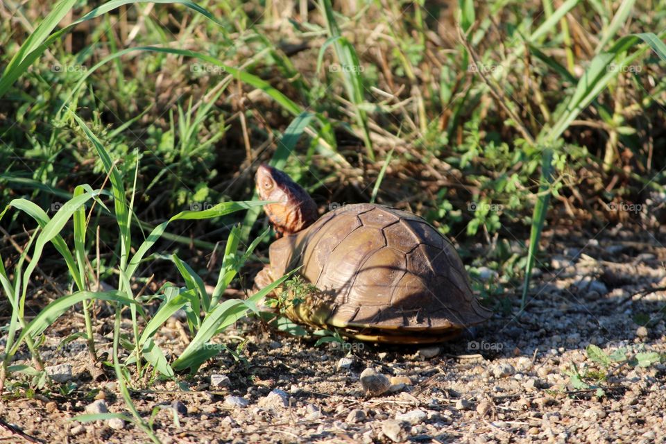 Turtle on the Run 