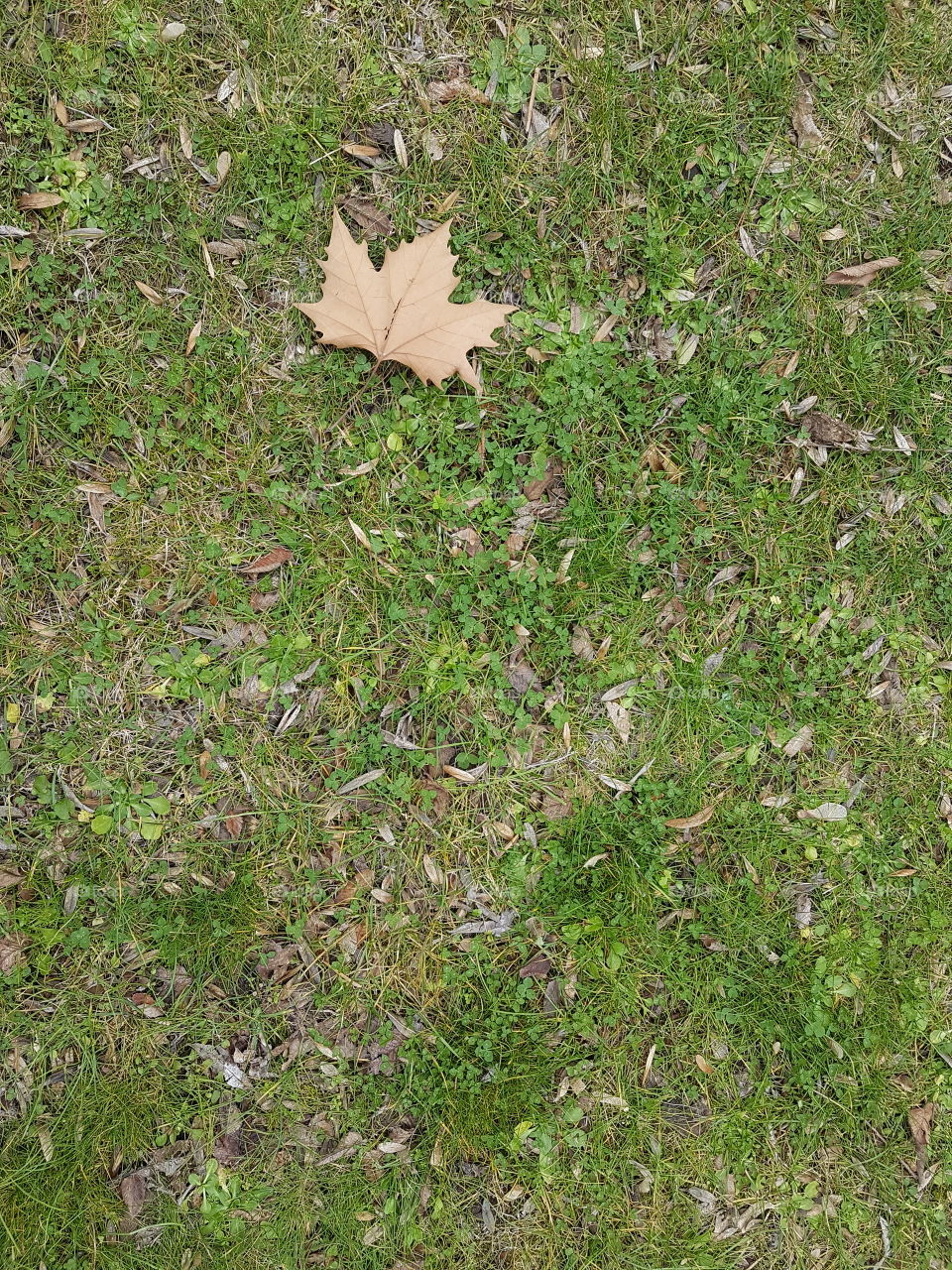 Background if grass with leaf