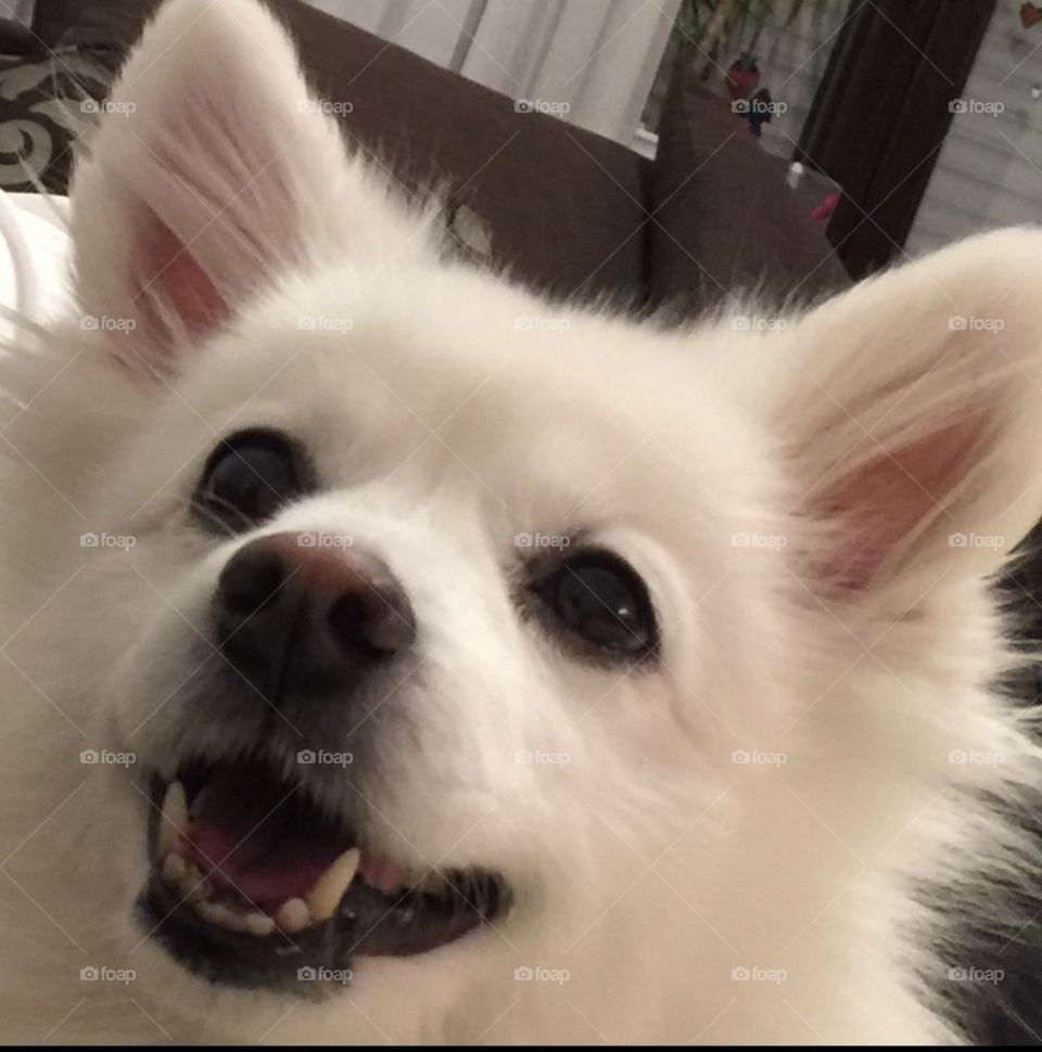 Jeannie Japanspitz weiß Knopfaugen frech Augen looking Zähne Hund Dog spitz happy Leckerchen Blick 