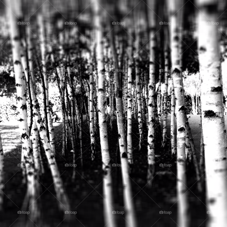 iphone tree birch contrast by lateproject