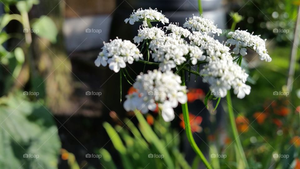 white flowers