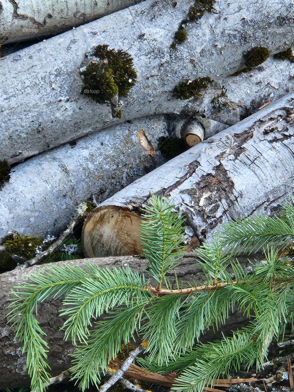 pile of gray logs and green leaf sprig