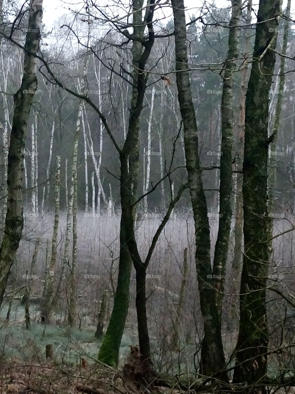 polish nature | winter in the wood