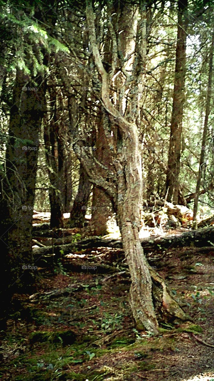 Ancient Tree. I came across this old tree on a hike through Big Hill Provincial Park near Cochrane, Alberta, Canada. 