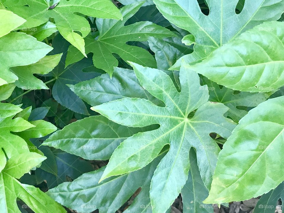Tropical greenery foliage double leaf
