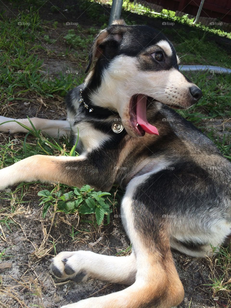 Husky puppy yawn