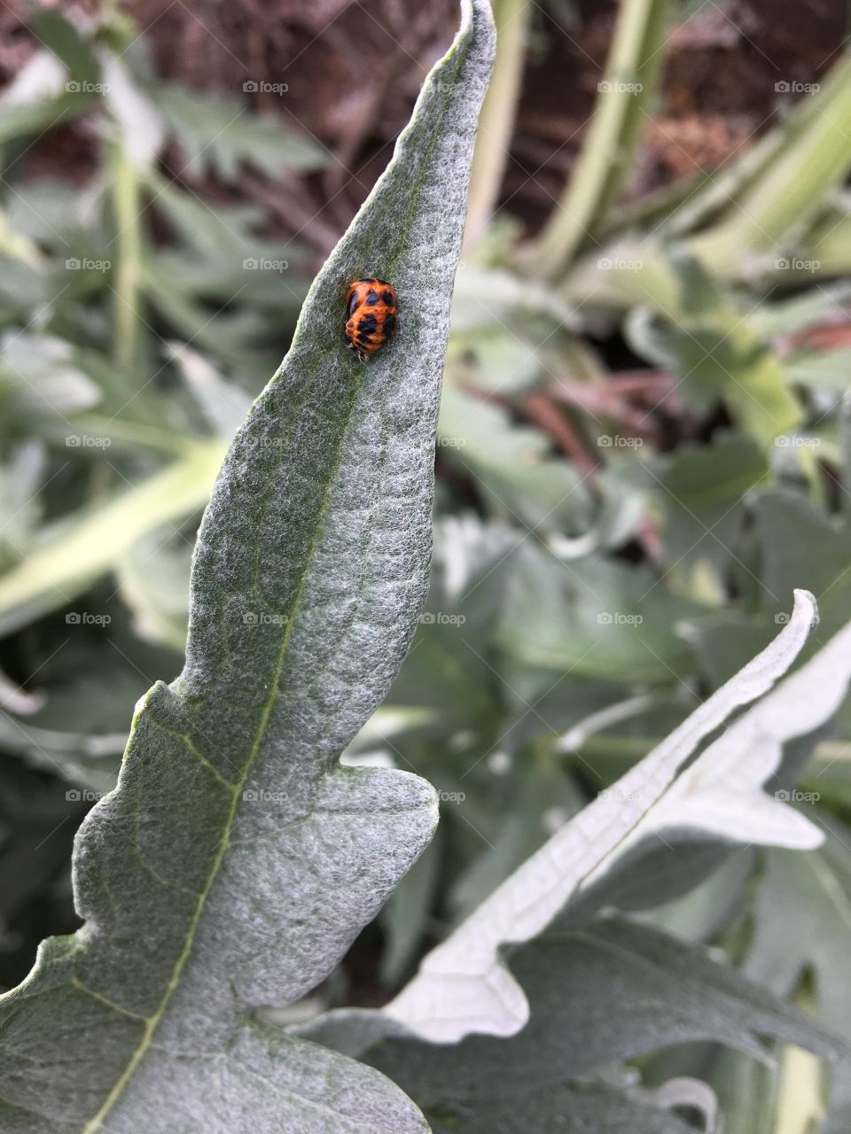 Ladybird with many spots on pointed leaf