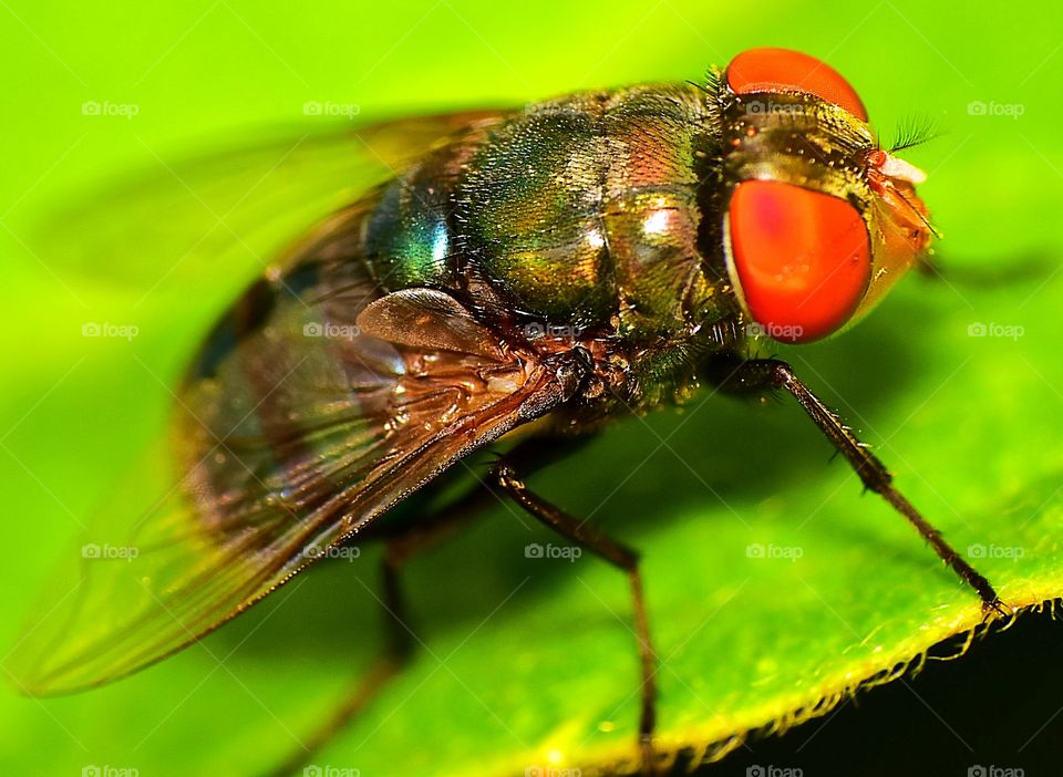 A lovely fly on the leaves