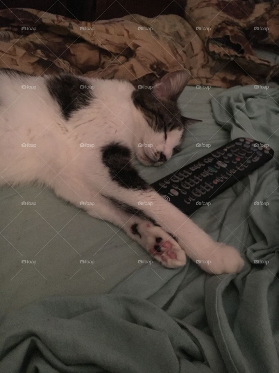 Cat steals remote