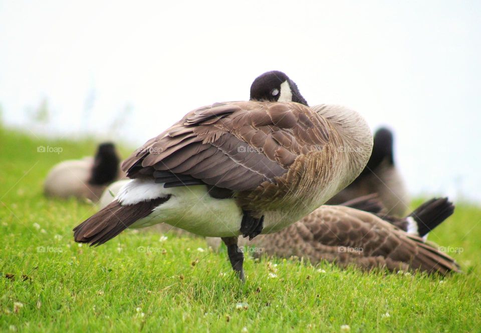 sleeping with one foot