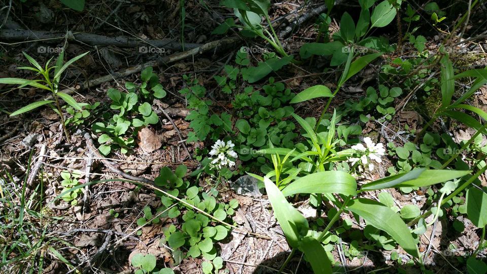 Cute little wildflower