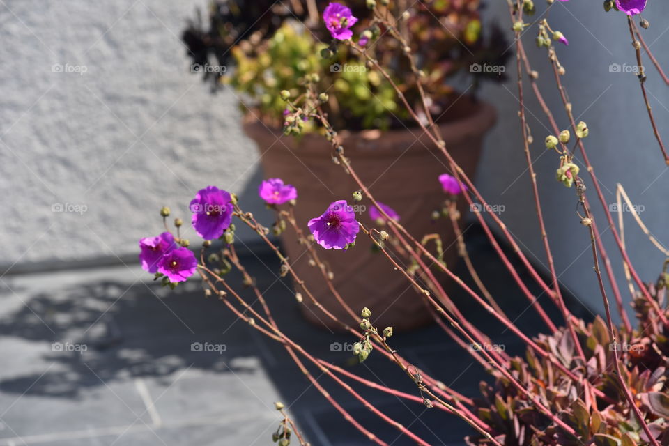 Pink flowers of drought resistant Calandrinia