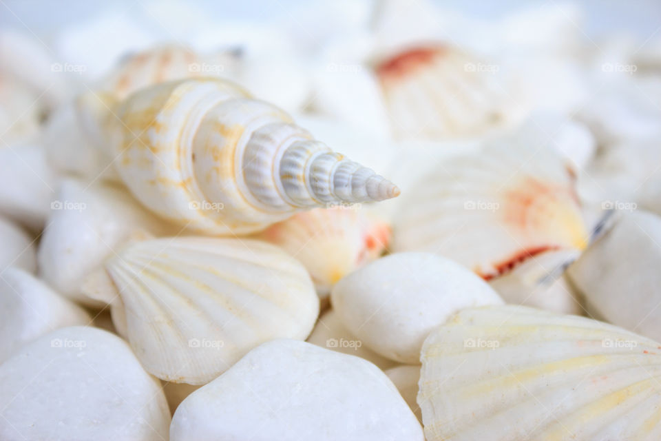 seashells on a background of white stones