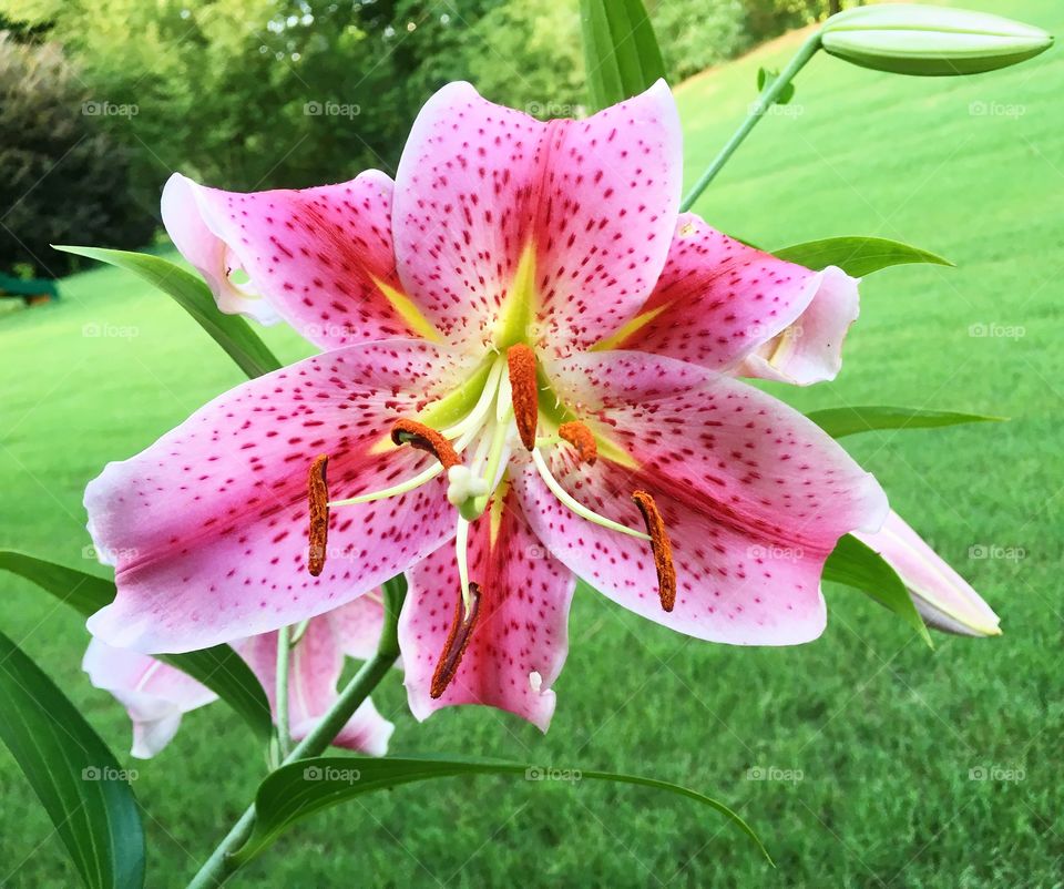 Stargazer lily in full bloom