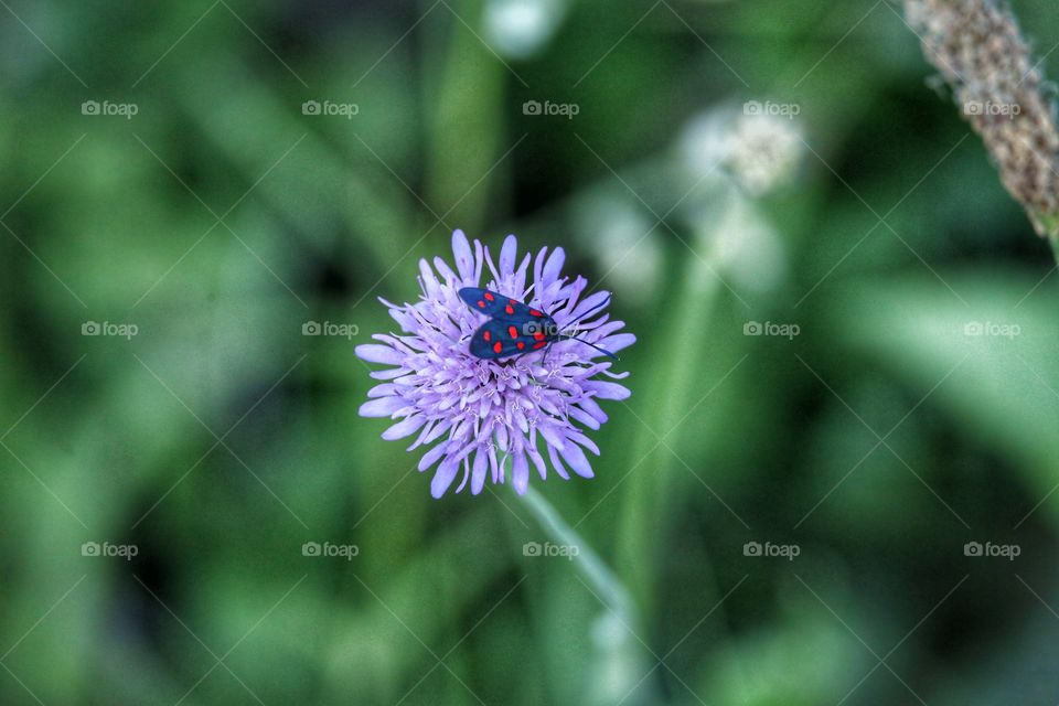 Close-up of insect on purple flower