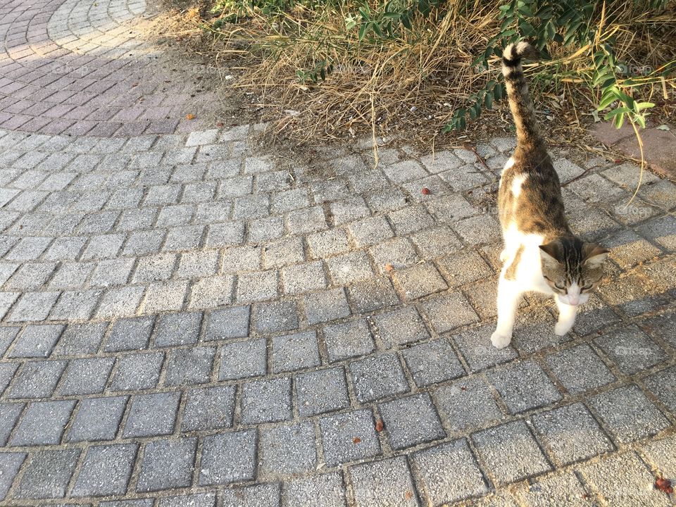 Cat on a path