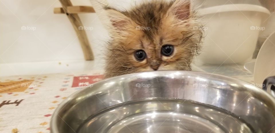 Scary cute little kitten in Japan