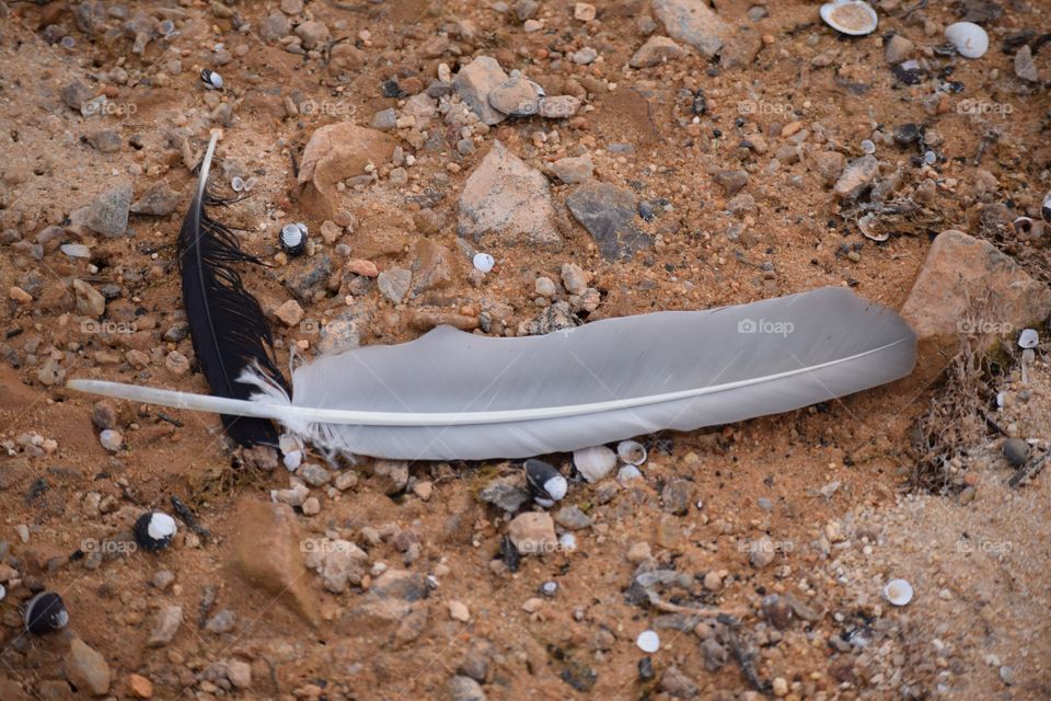 Directly above shot of feather on sand