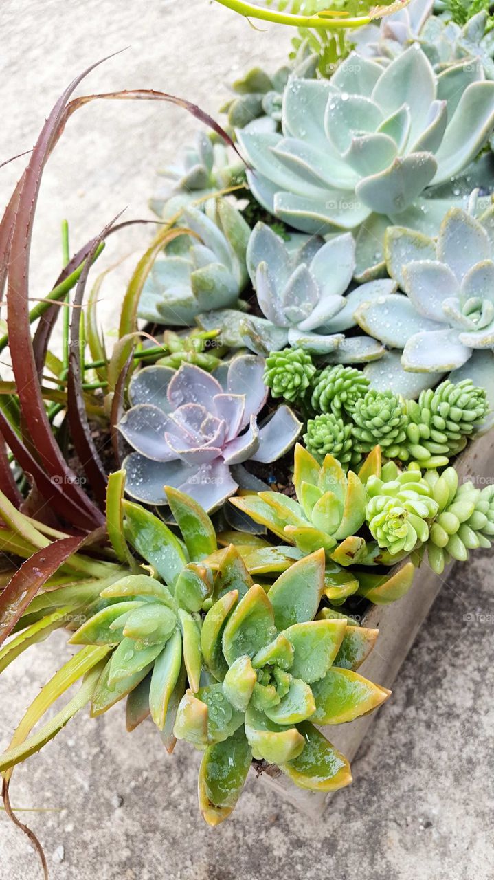 Succulents