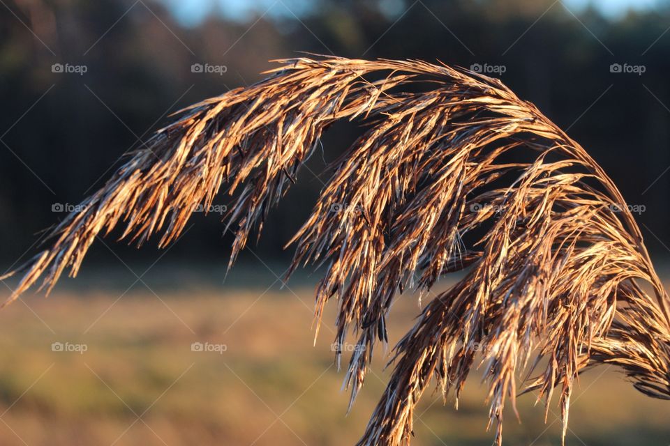 Close-up of a straw