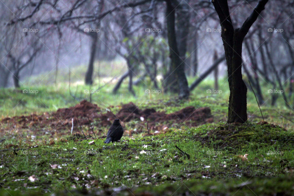 Bird in the forest