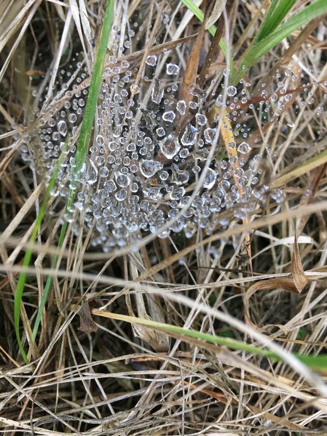dew