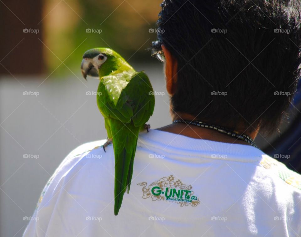 Green Parrot on Owner’s Shoulder