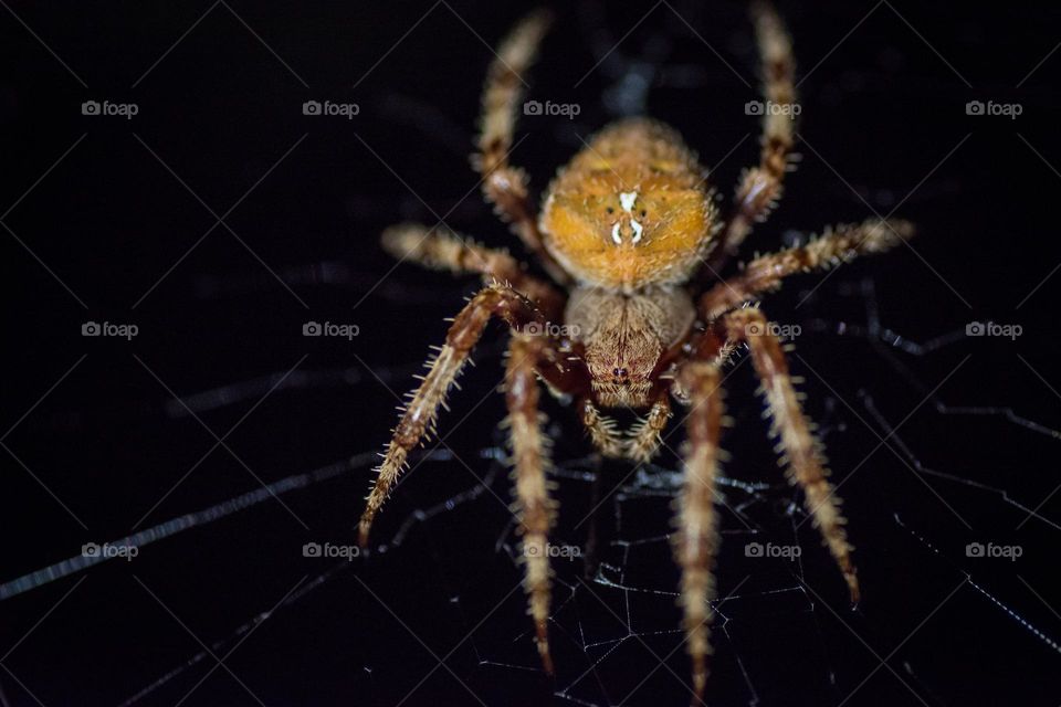 spider on its web